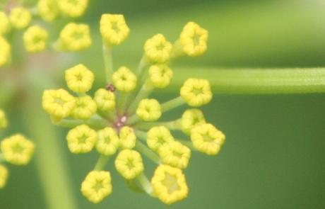 Les belles sauvageonnes Les belles sauvageonnes