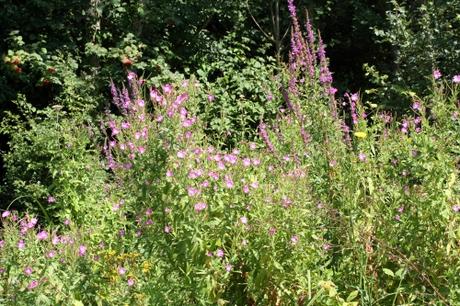 Les belles sauvageonnes Les belles sauvageonnes