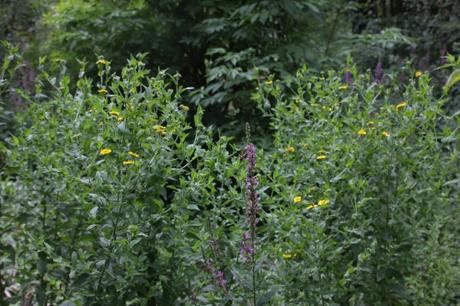 Les belles sauvageonnes Les belles sauvageonnes