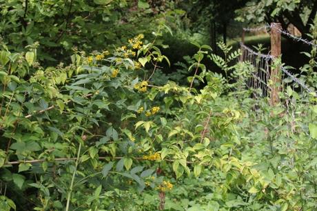 Les belles sauvageonnes Les belles sauvageonnes