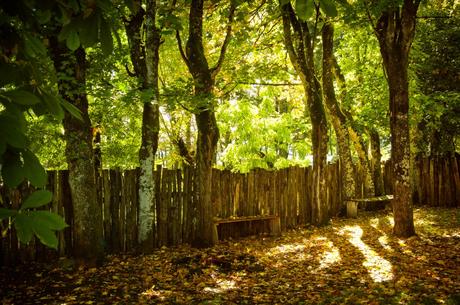 L’Annexe d’Aubrac arbres jardin