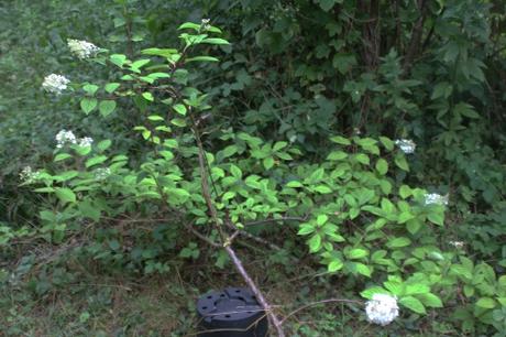 Annabelle, un hydrangea exceptionnel Annabelle, un hydrangea exceptionnel