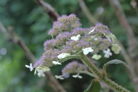 Annabelle, un hydrangea exceptionnel Annabelle, un hydrangea exceptionnel