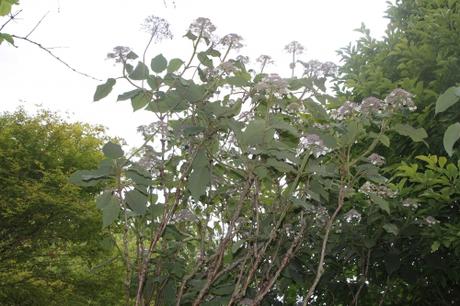 Annabelle, un hydrangea exceptionnel Annabelle, un hydrangea exceptionnel