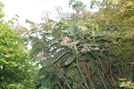 Annabelle, un hydrangea exceptionnel Annabelle, un hydrangea exceptionnel