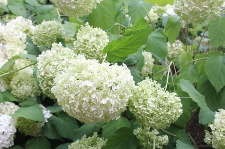 Annabelle, un hydrangea exceptionnel Annabelle, un hydrangea exceptionnel