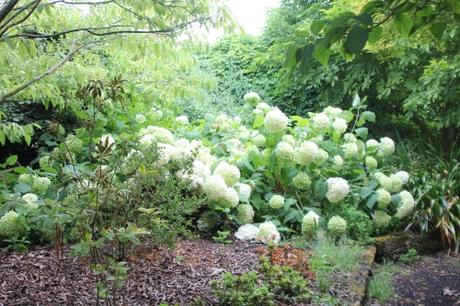 Annabelle, un hydrangea exceptionnel Annabelle, un hydrangea exceptionnel