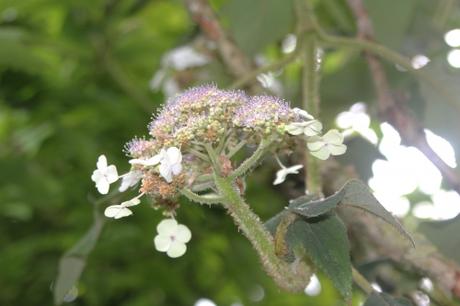 Annabelle, un hydrangea exceptionnel Annabelle, un hydrangea exceptionnel