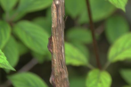 Annabelle, un hydrangea exceptionnel Annabelle, un hydrangea exceptionnel