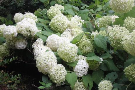 Annabelle, un hydrangea exceptionnel Annabelle, un hydrangea exceptionnel