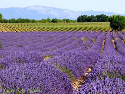 ♡La récolte de la lavande♡