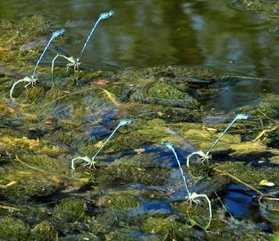 Lestes et autres demoiselles Lestes et autres demoiselles