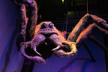 Sur le traces de Harry Potter Euh, bonjour Aragog