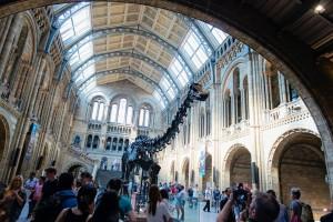 2 London n back Londres - Musée d'Histoires Naturelles