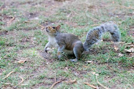 2 London n back Petit copain de Hyde Park