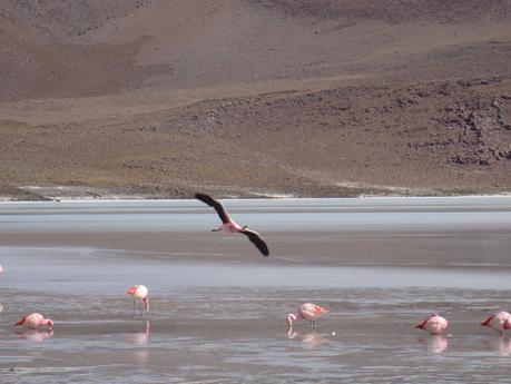 Virée dans le Sur Lipez et Uyuni : top 10 des plus belles photos de la journée 3. DSC01113