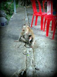 IMG-20150720-WA0030 Cambodge : On a découvert Battambang, Prasat Banan et Phnom Sampov