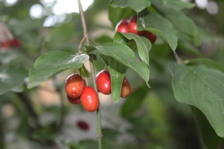 Cornus mas