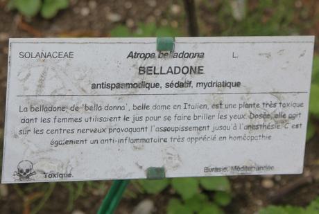 Atropa belladonna, une beauté fatale
