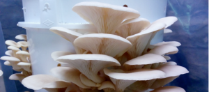 pleurotte champignons blanc de gris hochelaga-maisonneuve terroir pleurote