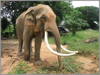 Issan, sur la route, adopter un éléphant, possible [HD]
