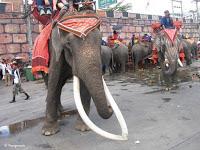 Issan, sur la route, adopter un éléphant, possible [HD]