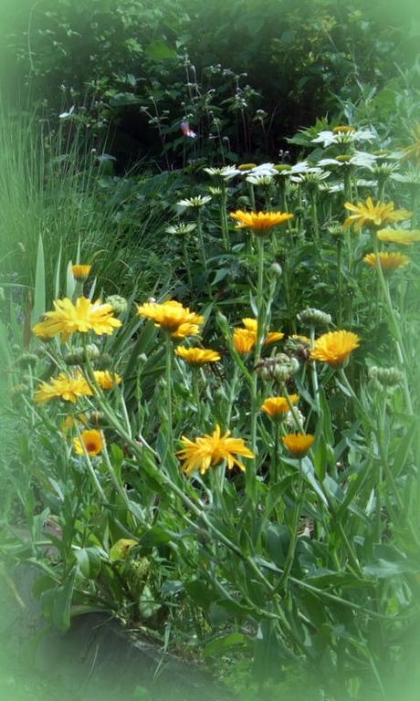 Une vivace fleurie: le rudbeckia