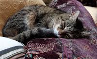 A propos de gondoles, de vongole, de Madone ... et de chat sourd A propos de gondoles, de vongole, de Madone ... et de chat sourd