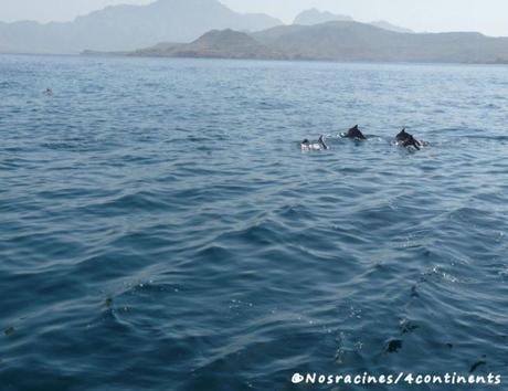 Les dauphins de Musandam viennent nous saluer