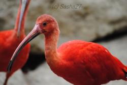 {animal de la semaine} L'ibis rouge.