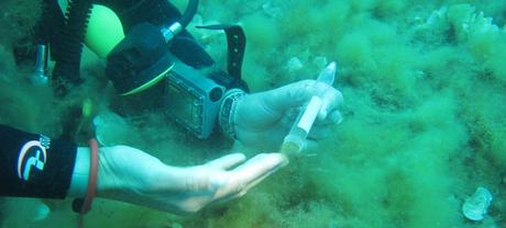Un chercheur fait un prélèvementd'Acinetospora crinita, algue qui envahit les fonds marins.
