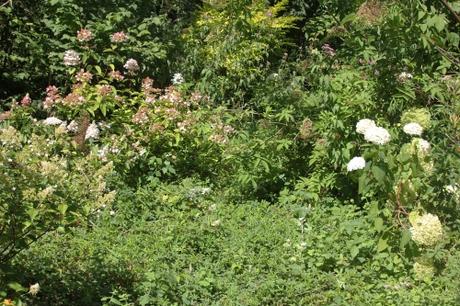 Les fleurs à Romilly