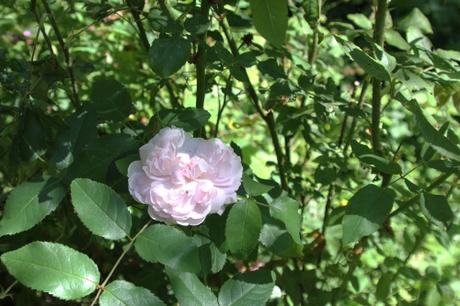 Les fleurs à Romilly