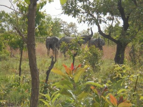 Les éléphants font des animaux sauvages qu'on rencontre régulièrement dans le ranch.jpg