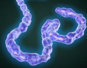 EBOLA: Et si le médicament anti-Ebola existait déjà ? – Journal of Virology