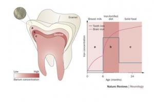 BIOMARQUEURS DENTAIRES: Nos dents révèlent une vie entière d'expositions chimiques – Nature Reviews Neurology