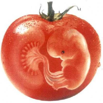 L’Europe autorise les OGM : la France n’a pas la possibilité de s’y opposer europe autorise les ogm