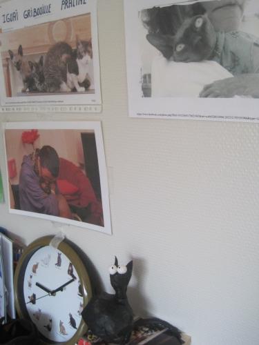 chat (Sylvie) Photo 2015 017.jpg