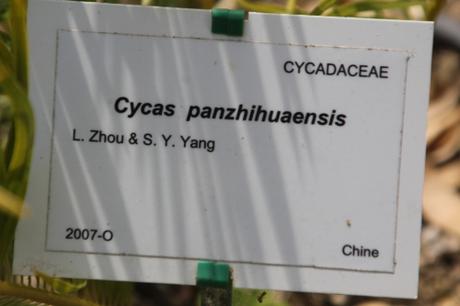 Cycas panzhihuaensis