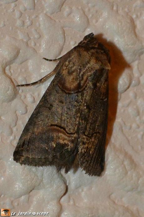 La noctuelle de l'ortie dite à lunettes... Abrostola-triplasia