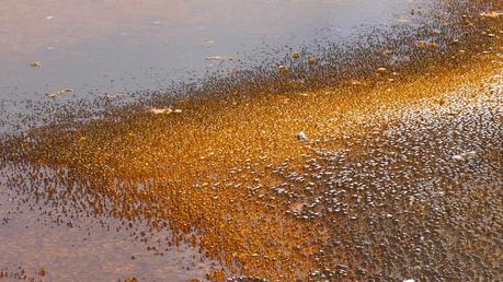 Road trip aux USA - Day #7 - Le Grand Prismatique et le Vieux Fidèle P1100950