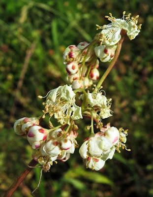 Filipendula vulgaris (Filipendule)