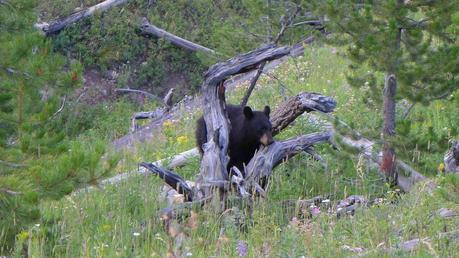 Road trip aux USA - Day #8 - Un canyon et des bisons P1110322