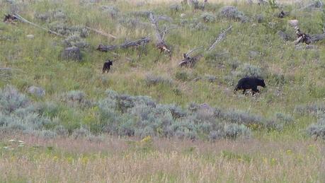 Road trip aux USA - Day #8 - Un canyon et des bisons P1110308