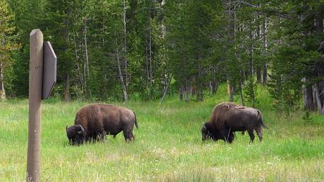 Road trip aux USA - Day #8 - Un canyon et des bisons P1110042