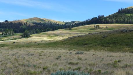 Road trip aux USA - Day #8 - Un canyon et des bisons P1110221