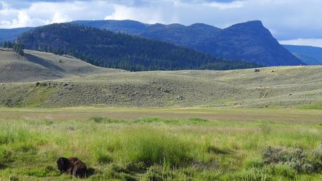Road trip aux USA - Day #8 - Un canyon et des bisons P1110185