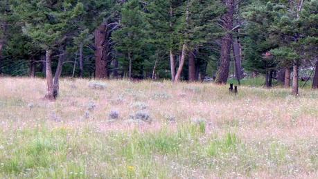 Road trip aux USA - Day #8 - Un canyon et des bisons P1110348