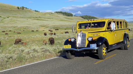 Road trip aux USA - Day #8 - Un canyon et des bisons P1110253