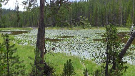 Road trip aux USA - Day #8 - Un canyon et des bisons P1110151